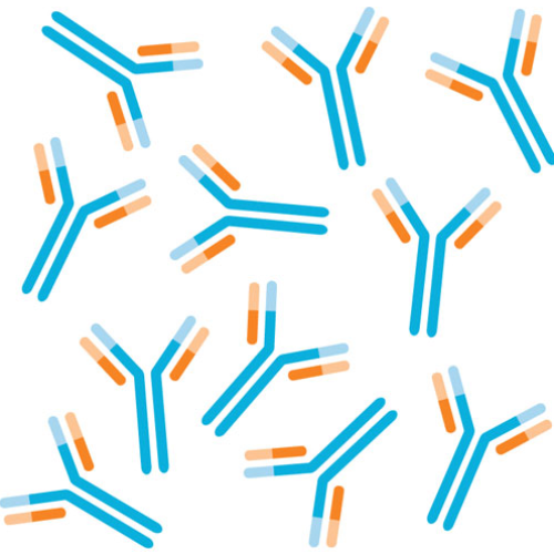 Anti-Chibby [8-2] Antibody