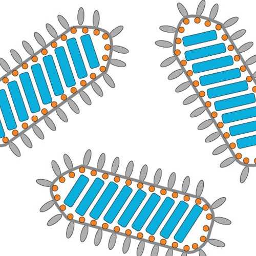 rVSV-d-G/SARS-CoV-2-S_D614Gd21-NLucP