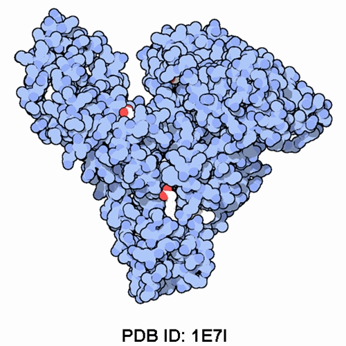 Anti-Human Serum Albumin [3B8-H3-G1, HSA-1] Antibody