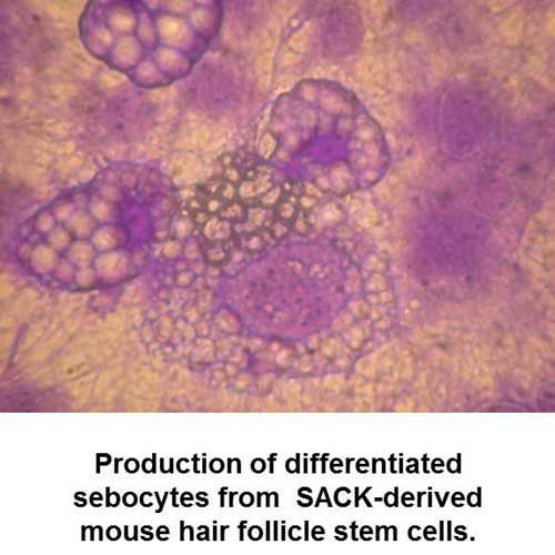 SACK-Xn 3C5 adult mouse hair follicle stem cells