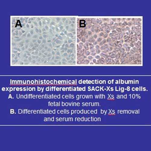 SACK-Xs Lig-8 clonal adult rat hepatocytic stem cells