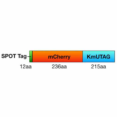 Fluorescence U-tag SUMO Trapping Protein (KmUTAG-f