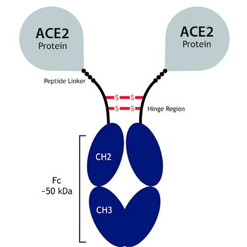 Recombinant Human ACE2-IgG Fc (LALA)-Fusion Protei