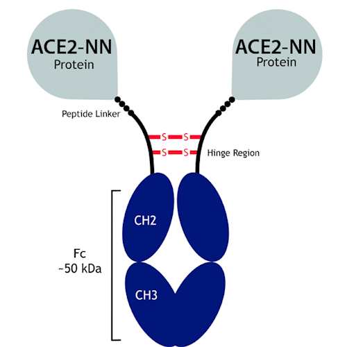 Recombinant Human ACE2-NN-IgG Fc (LALA)-Fusion Pro