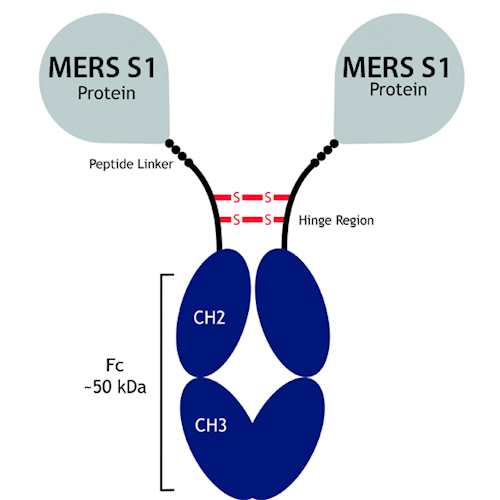 Recombinant MERS S1-camel Fc-Fusion Protein