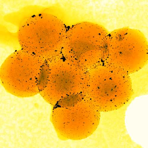 Poly(dithiazolfluorene-alt-thiadiazolobenzotriazole) (PSN) Nanoparticles