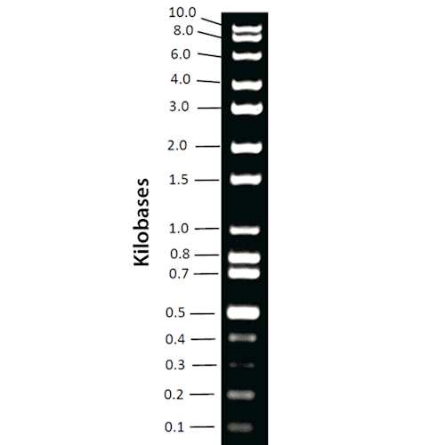 Broad Range DNA Ladder