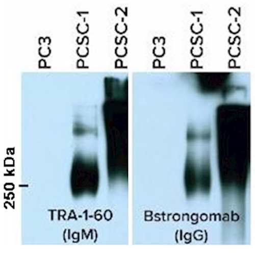 Anti-TRA-1-60 [Bstrongomab-9A] Antibody