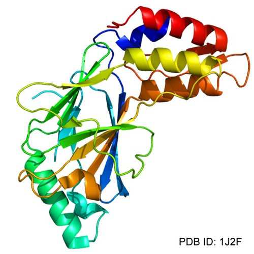 Anti-IRF3 [17C2] Antibody
