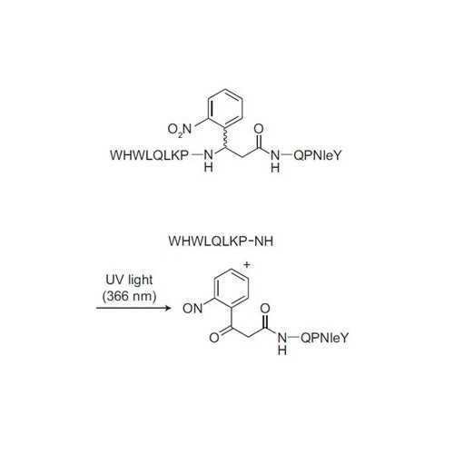 Photocleavable Alpha Factor for Yeast