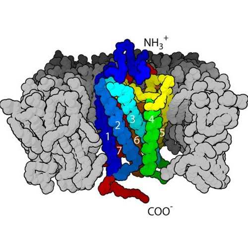 Anti-Mu Opioid Receptor, N-terminal [NT2] Antibody