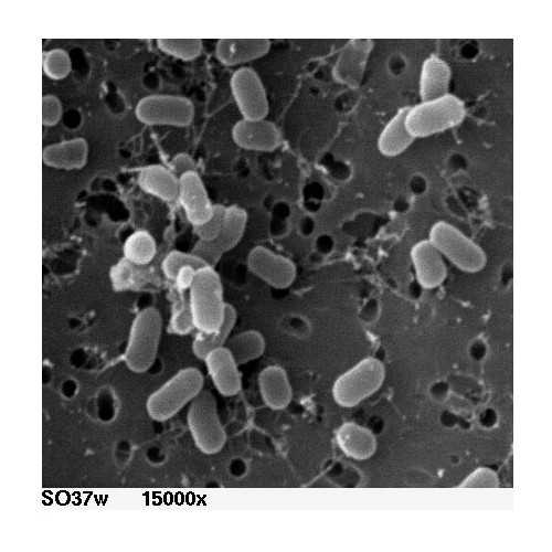 pSVJ21 Psychrophilic Bacterium Shuttle Vector