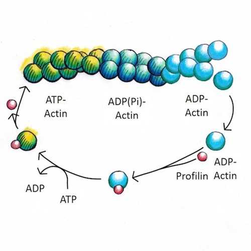 Anti-Actin [mAbGEa] Universal Antibody