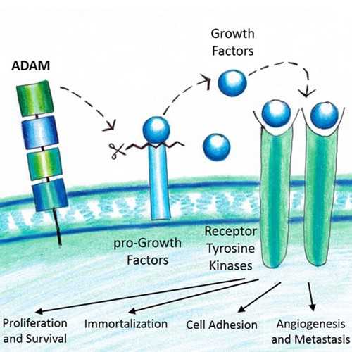 Anti-ADAM9 (mouse), Cytoplasmic Domain Antibody