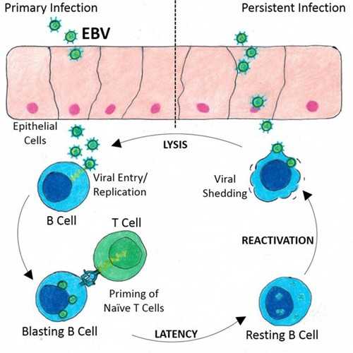 Anti-EBV Latent Membrane Protein 1 [S12] Antibody