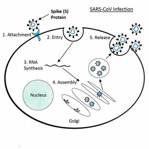 Anti-SARS-CoV Spike Protein [S391] Antibody