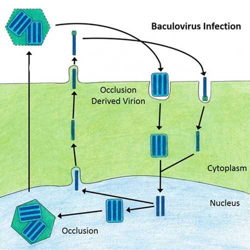 Anti-Baculovirus, Occlusion Derived Virus Envelope Protein E25 (p25) [MKBAC1-65.2] Antibody