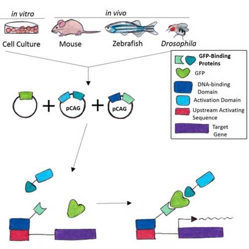 pCAG-Gal4DBD-GBP2 Plasmid