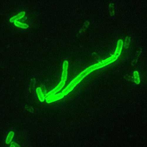 Anti-Yersinia pestis [6B5] Hybridoma