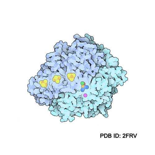 Cytoplasmic [NiFE]-Hyrdogenase (SHI)