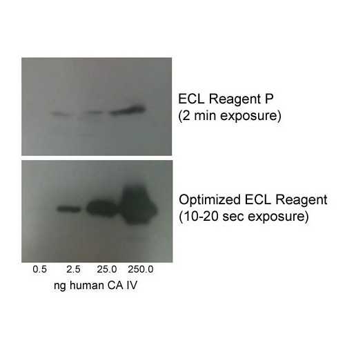 Optimized ECL Reagent