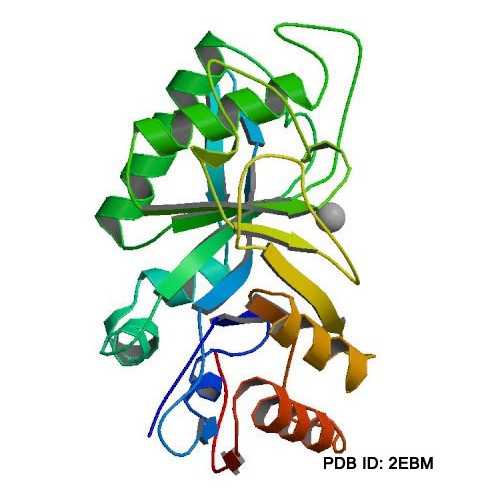 Endoglycosidase F1 (Endo F1)