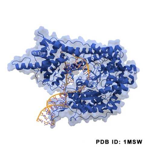 Non-Natural Promoter T7 Polymerase