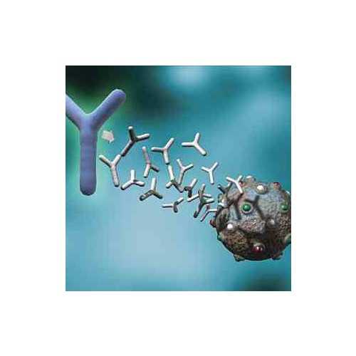Anti-Mycoplasma hyopneumoniae Ciliary Adhesin Protein P97 [F1B6 ] Hybridoma
