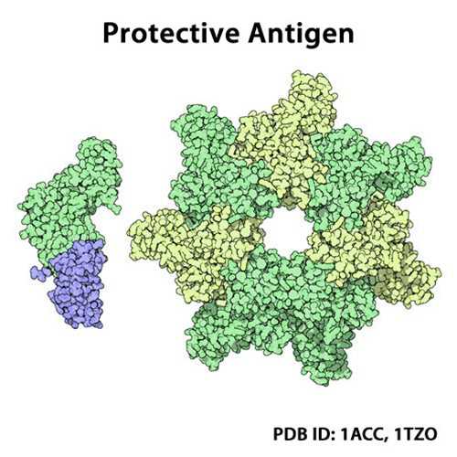 PA-3M (Anthrax Protective Mutant Antigen (PA-3M))