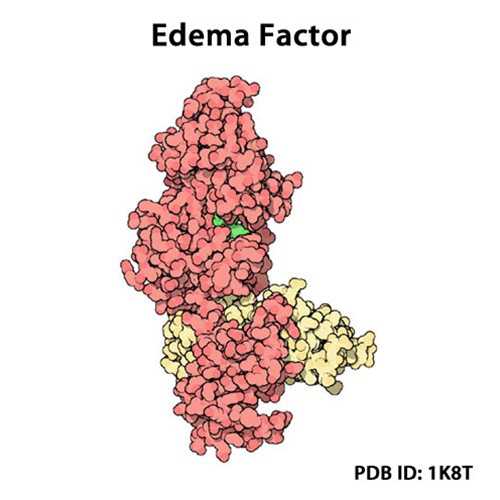 EFA K313R (Anthrex Edema Factor Mutant (EF-A K313R))