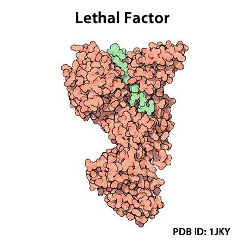 LF E687A (Anthrex Lethal Factor Mutant (LF E687A))