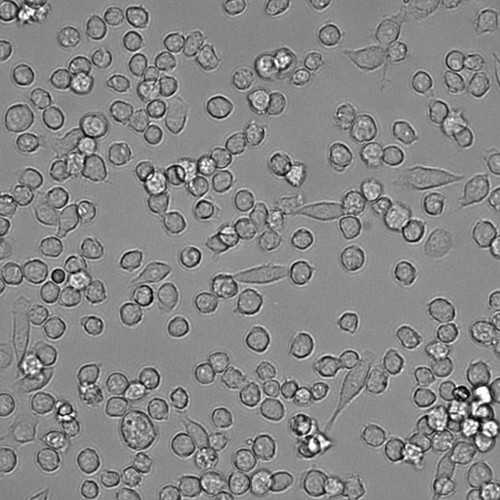 Microglial Cell Line (SIM-A9)