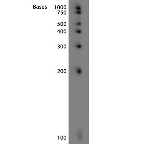 Biotinylated sRNA Ladder