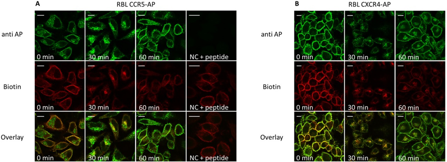 AP-Tag Antibody