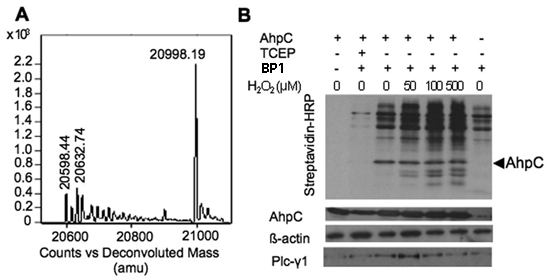 Reaction products of pure protein and cell lysates with BP1