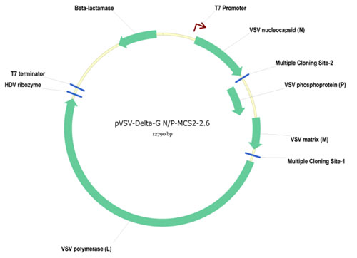 pVSV-DeltaG-GFP-2.6