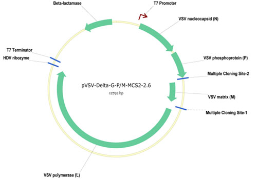 pVSV-DeltaG-GFP-2.6