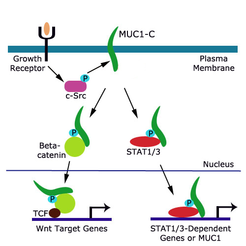 MUC1-C Beta-Catenin & STAT Pathways