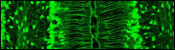 Muller Cell