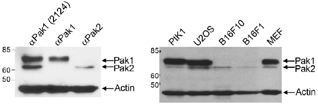 Pak1