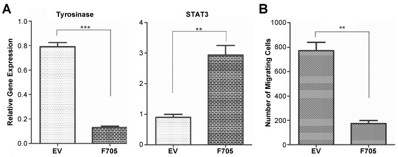 STAT3-DN Figure