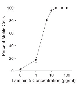 Laminin 332 Figure