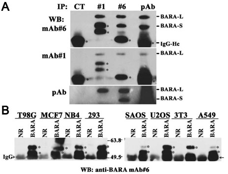 mAb#6 Figure