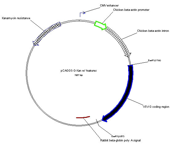 pCAGGS-G-Kan_s