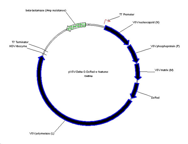 pVSV-DeltaG-DsRed_s