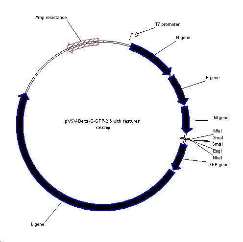 pVSV-DeltaG-GFP-2.6