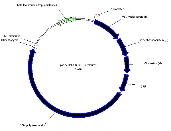 pVSV-DeltaG-GFP_s