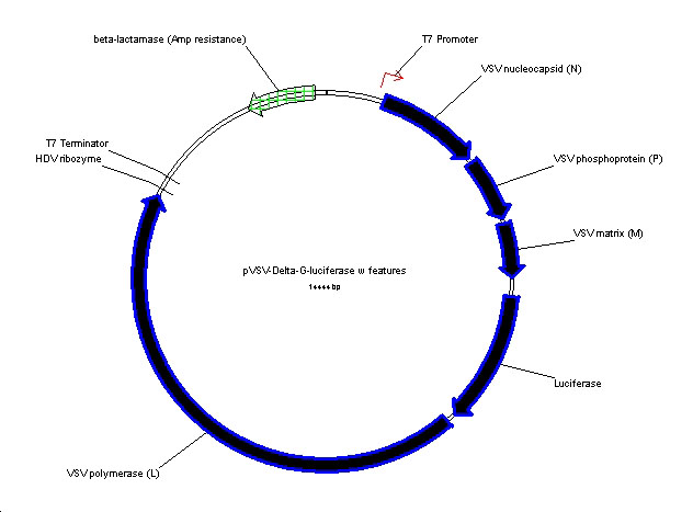 pVSV-DeltaG-Luciferase_s