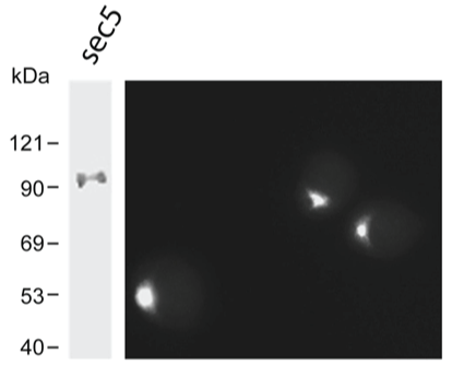 Anti-exocyst sec5 subunit, clone 5S8A10